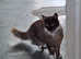 Young 2yr main coon female roxy