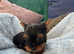 True teacup Yorkshire terrier puppies