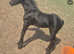 Friesian filly foal