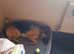 Rehomeing german shepherd ASAP