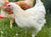 Gorgeous roosters