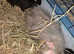 Baby male guinea pigs available