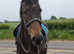Super quiet 15.2hh mare