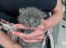 Burmese mixed kittens