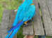 Blue and Gold Macaw baby