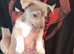 Chihuahua cross puppy