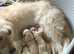 Labradoodle Pup for sale