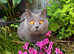 Cat rehome, as I'm allergic to her and my health is in danger