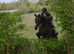 Attractive 16.1/2hh 6 year old Irish sport horse gelding