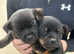 Pug mixed