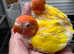 Lutino Opaline