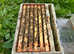 Honey bees nuc nucleus,bee colony,national hive,WBC, 14x12,langstroth beehive,bees mated queen