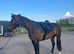 Irish Sport Horse