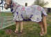 Welsh section a cross gelding 2 year old