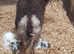 Soay ewe with cross bred lambs at foot sheep