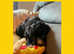Sheepadoodle puppies ( old English sheepdog x Poodle pups)