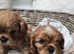 Adorable Ruby Health tested Cavalier King Charles Spaniel