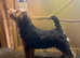 Welsh terrier girl