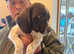 SPRINGER SPANIEL x POINTER (PINGERS )