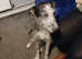 Male merlin grey hound x lurcher