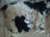 Stunning Cavapooshih pups ready July