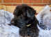 KC REGISTERED Giant Schnauzer puppies DNA/BVA eye tested/ HIP