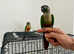 Super Tame Conure Pair