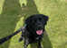 Labrador female