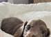 Longhaired miniature dachund puppies for sale