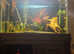 Fish tank and accessories with fish