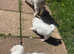 3 Male Puppies