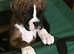 2 flashy brindle boys available, Boxers