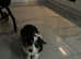 Kc Pembroke corgi puppies