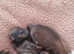 One boy puppy left