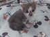 Burmese cross beautiful boy kitten