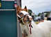 ***REDUCED*** Stunning red and white filly