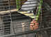 8 years old male African grey semi tamed