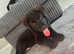 8week old male puppy for sale