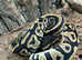 Mojave Royal Python  at Birmingham Reptiles
