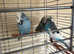 Budgies