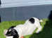 English Springer Spaniel puppies from field trial champion sire