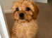Cavapoo Puppy