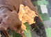 Mixed Litter Of Labrador Retriever Puppies