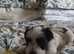 Parti coloured Biewer terrier pups