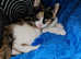 Male and female kittens for sale