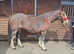 Hilton 15hh cob mare