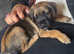 Border Terrier Puppy For Sale