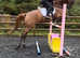 Romanno Mercia (Macy) 9yo 16.1h Oldenburg Mare