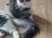 3 female kittens