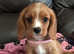 Stunning ruby girl cavalier king cavalier puppy